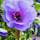 Mein Garten - Hummel ... macht sich aus dem Hibiskusblütenstaub ...