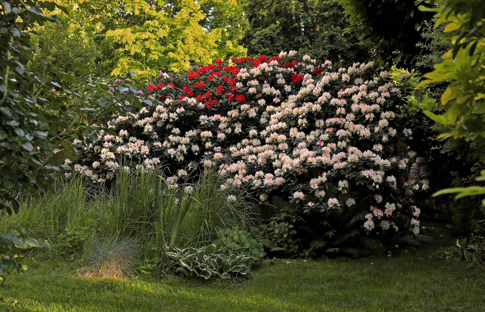 Mein Garten im Abendlicht (Detailansicht)