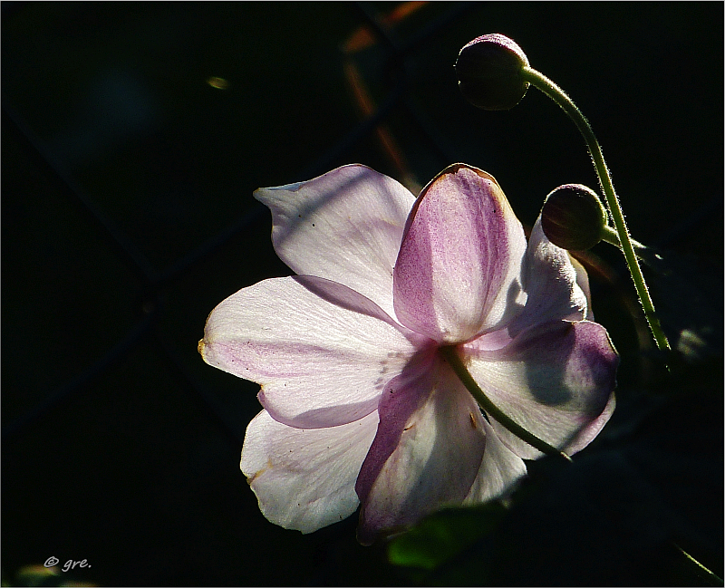 Mein Garten im Herbst**