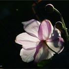 Mein Garten im Herbst**