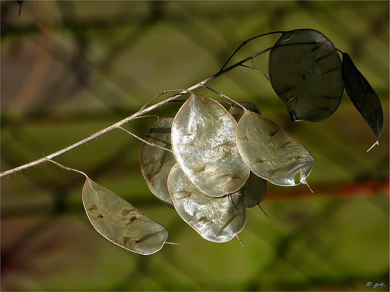 Mein Garten im Herbst ***