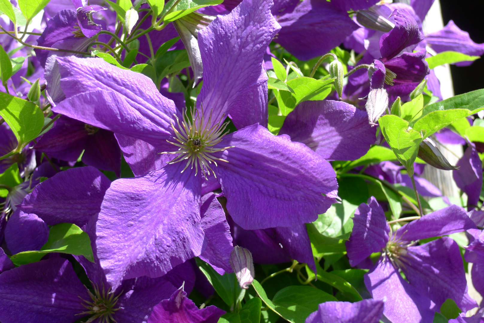 Mein Garten im Juli Clematis Foto & Bild spezial, blau