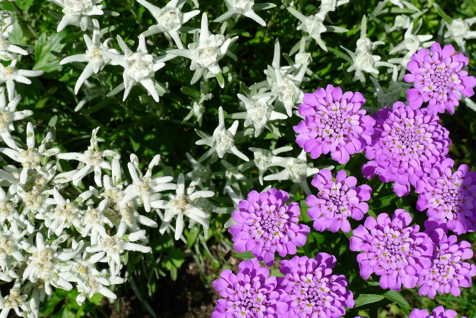 Mein Garten im Juli Edelweiß und Schleifenblume Foto