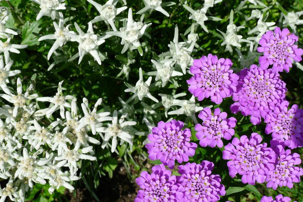 Mein Garten im Juli Edelweiß und Schleifenblume Foto