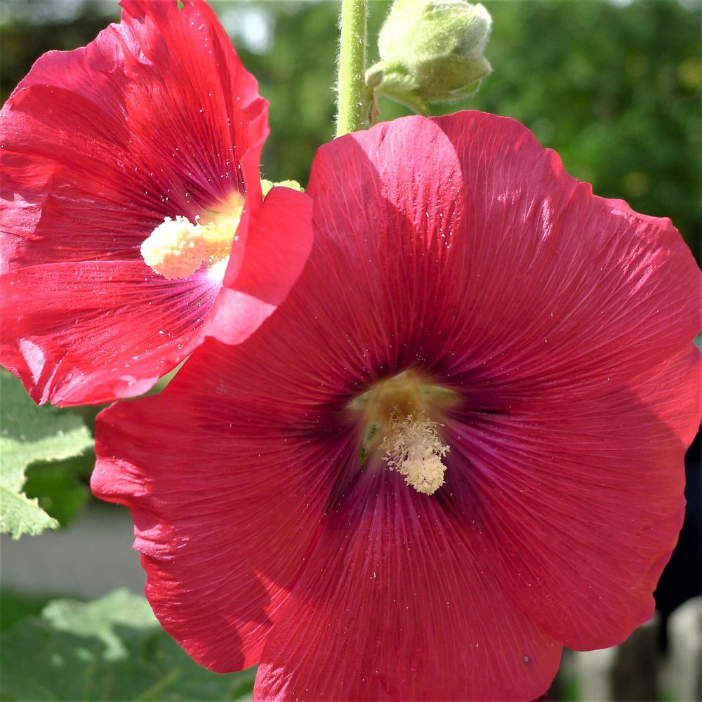Mein Garten im Juli Stockrose Foto & Bild Bilder auf