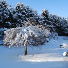 Mein Garten in weiß