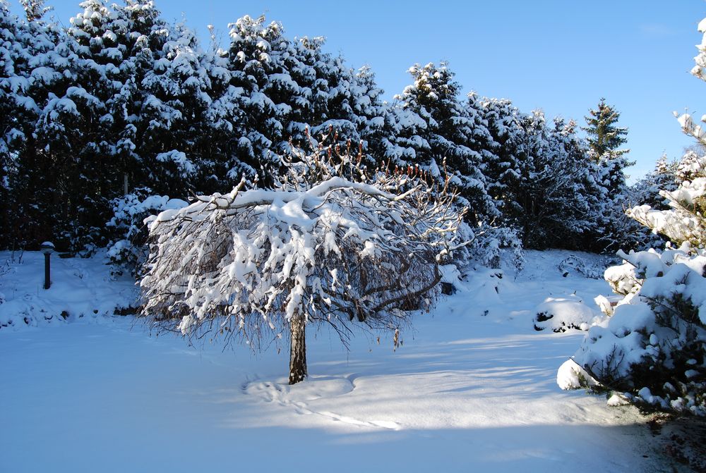 Mein Garten in weiß