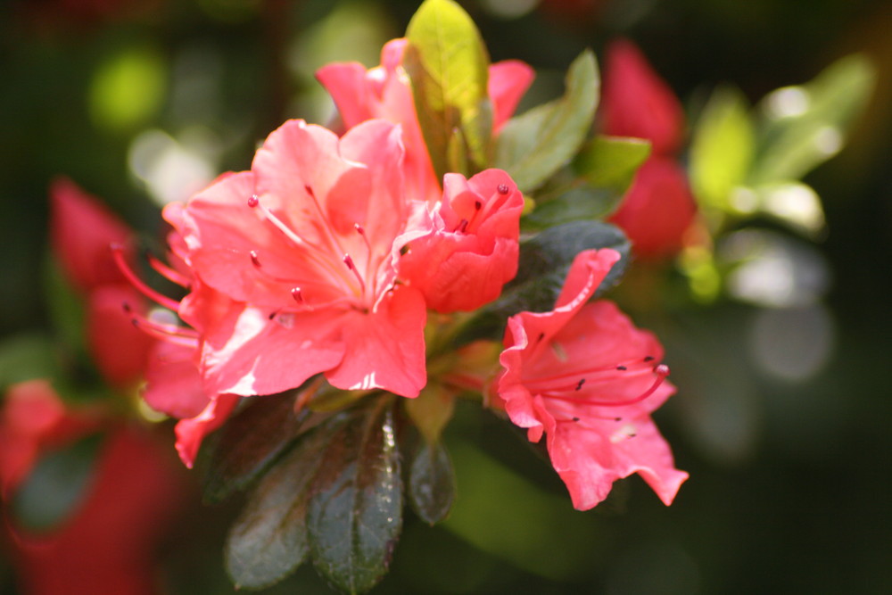 Mein Garten ist eine Farben.Explosion