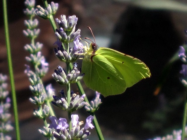 Mein Garten IX