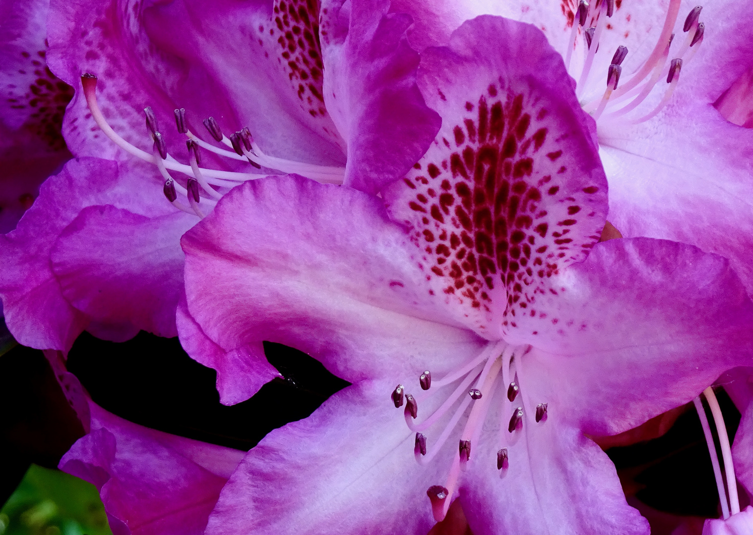 Mein Garten - Rhododendron, flüsternah ...