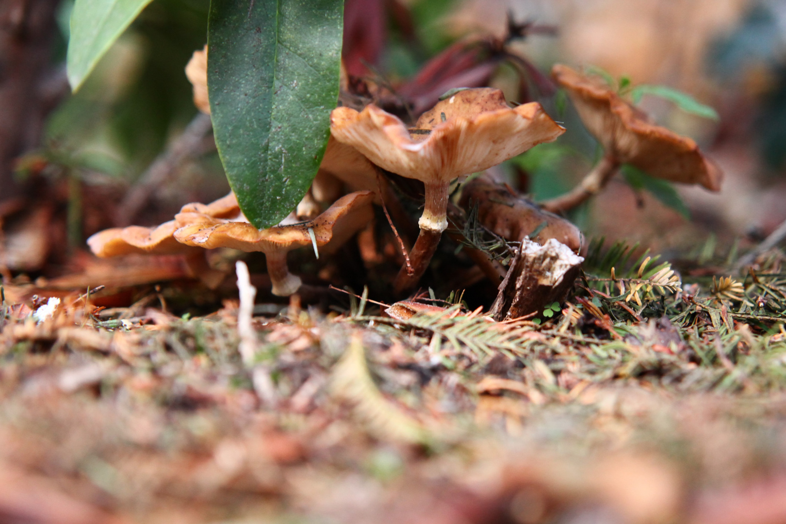 Mein Garten und der Pilz