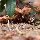 Mein Garten und der Pilz