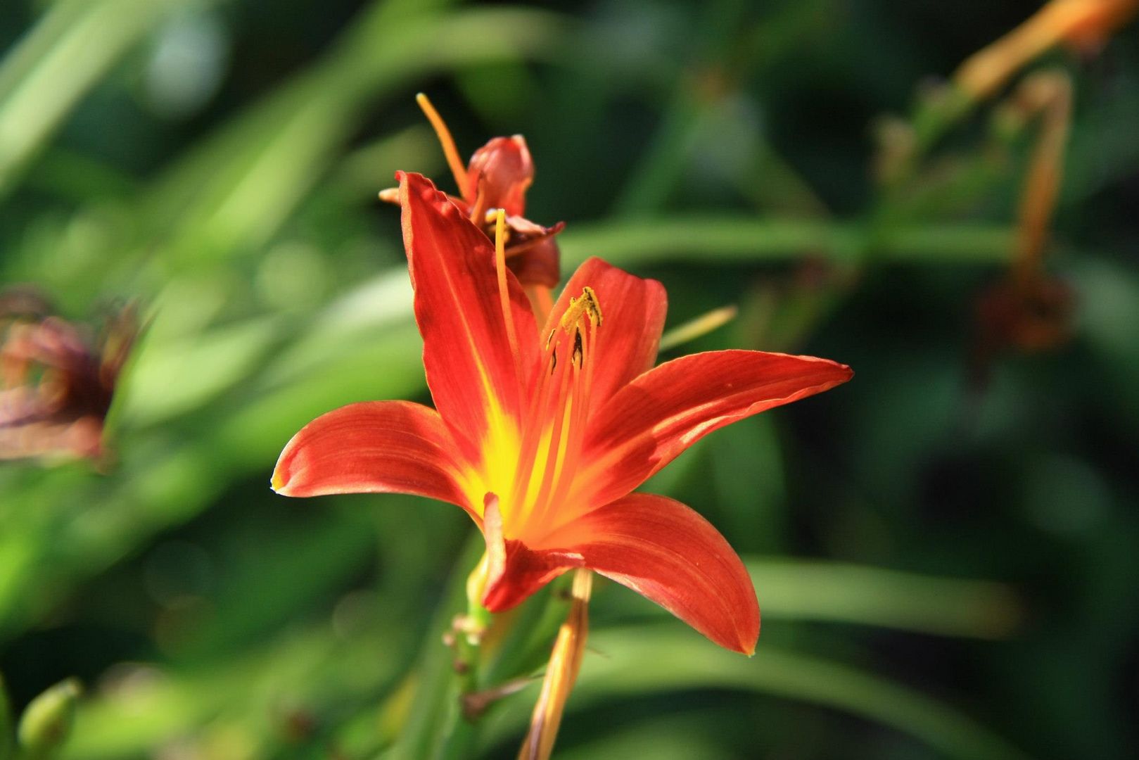 Mein Garten und seine Blumen