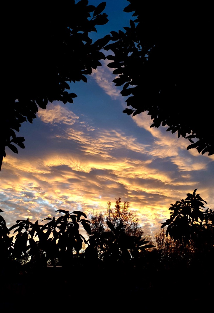 Mein Garten - "Vorhang auf" für den Abendhimmel