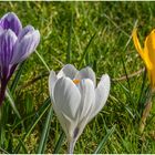 mein Garten wird bunt