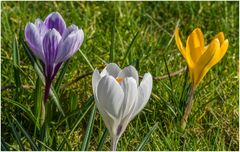 mein Garten wird bunt