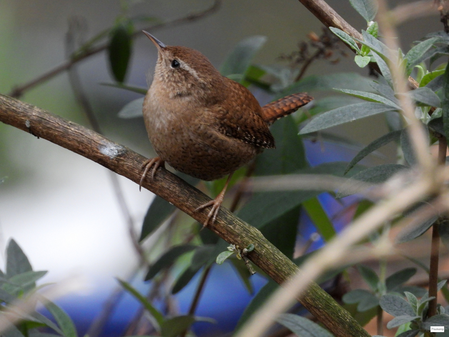 mein GartenZaunkönig…. Foto & Bild tiere