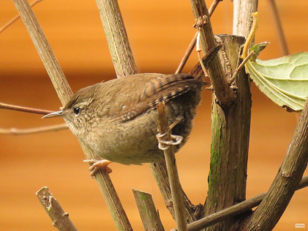 mein GartenZaunkönig&hellip; Foto &amp; Bild tiere, wildlife