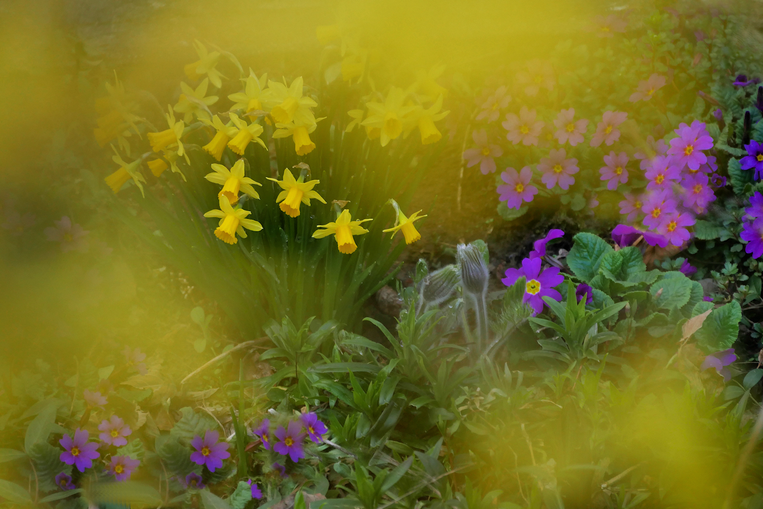 mein Garten zeigt FARBE