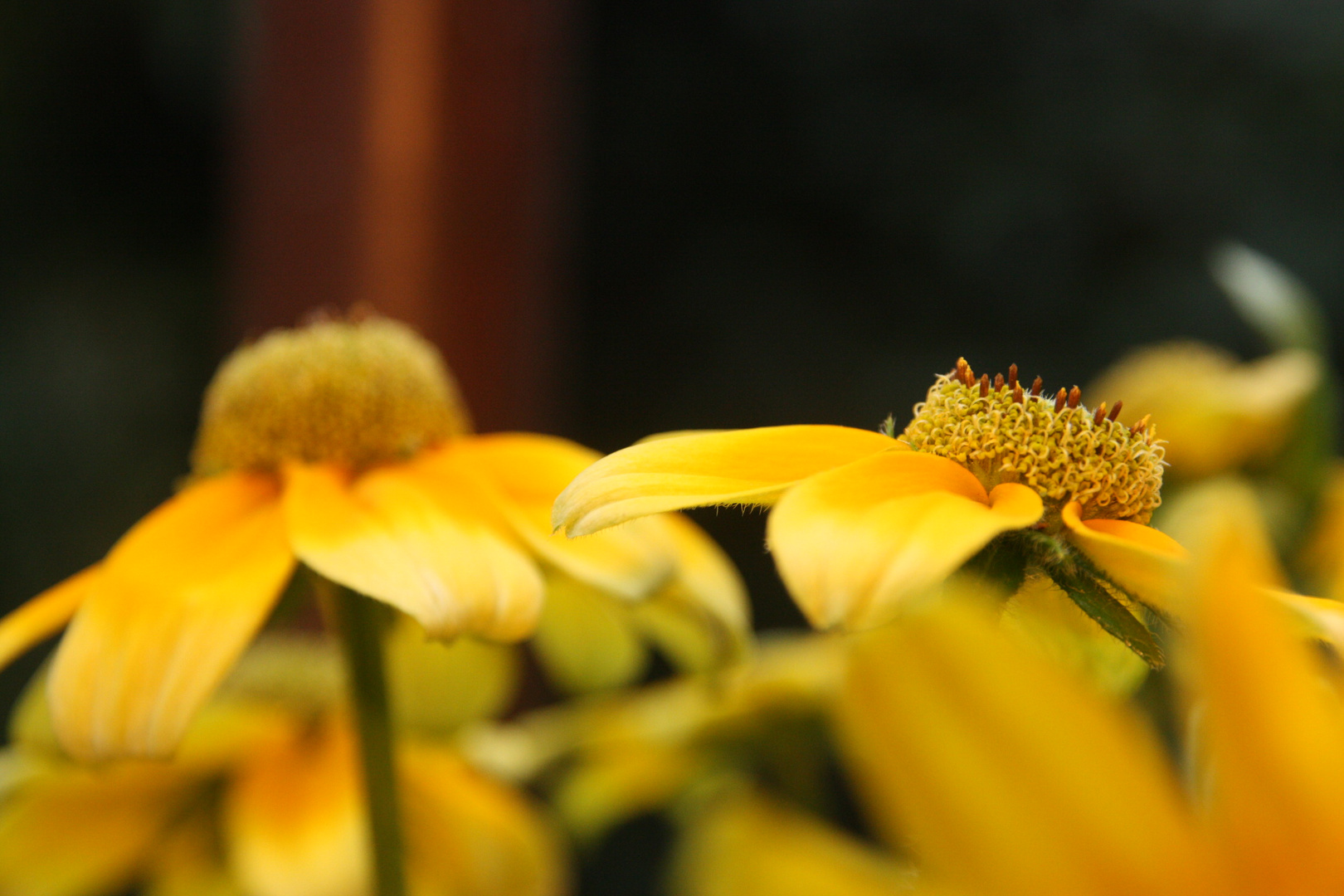 Mein Garten zeugt von Schönheit