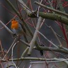 Mein Gartenfreund das Rotkelchen