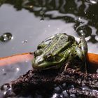 Mein Gartenfrosch Nessi