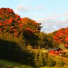 mein Gartenhäuschen