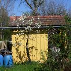 Mein Gartenhaus "hergordsgül" svensk färje