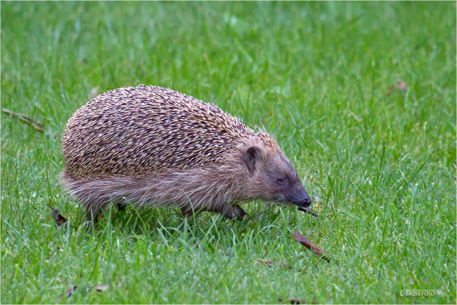 Mein Gartenhelfer....