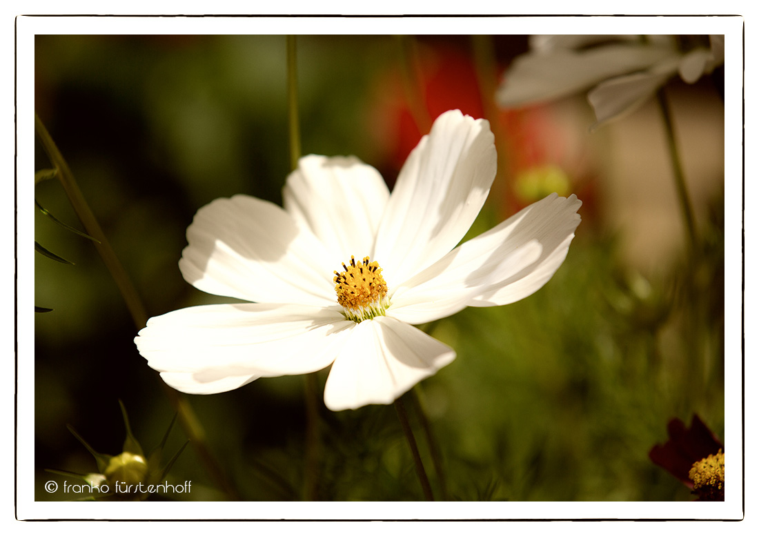 mein Gartenliebling