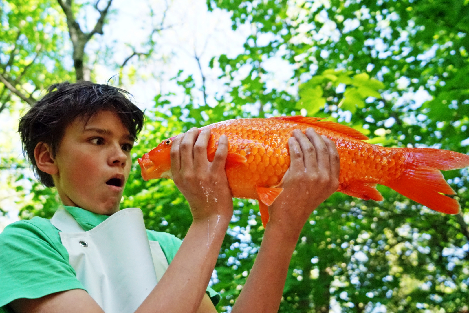 mein garten,mein sohn,mein koi