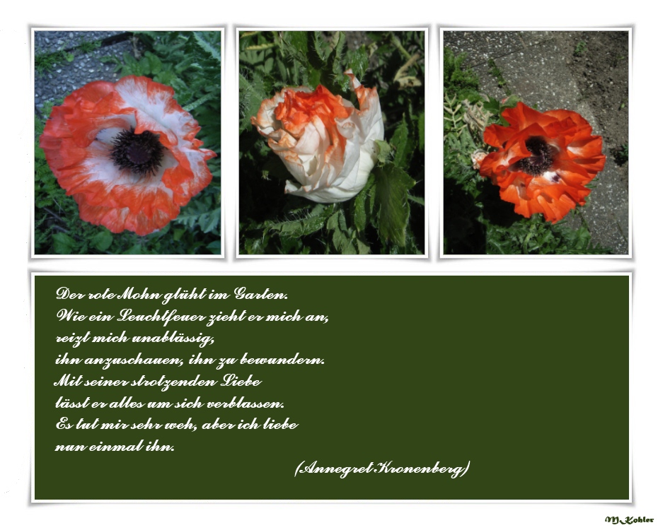 Mein Gartenmohn