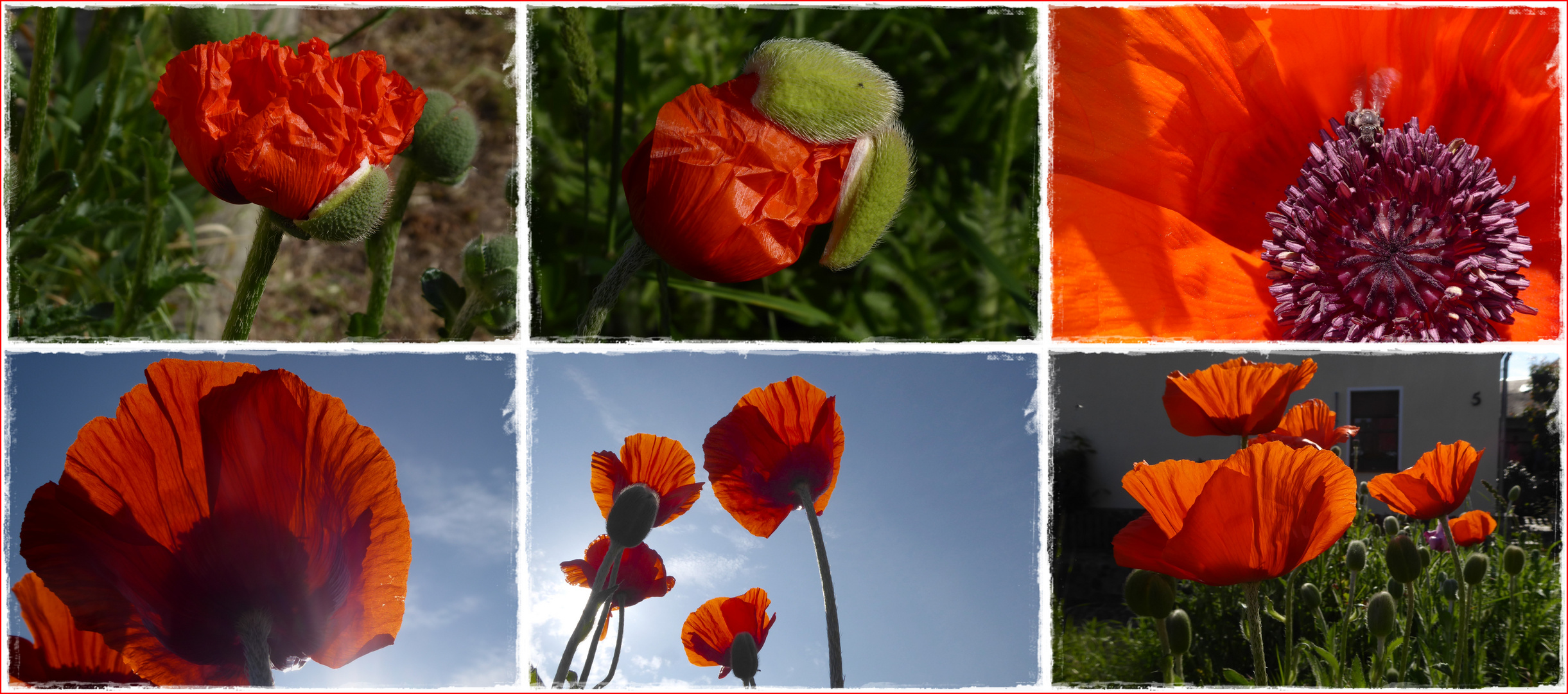 Mein Gartenmohn