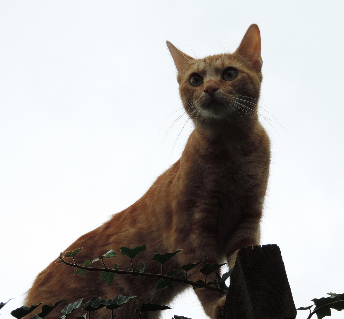 Mein Gartenpuma