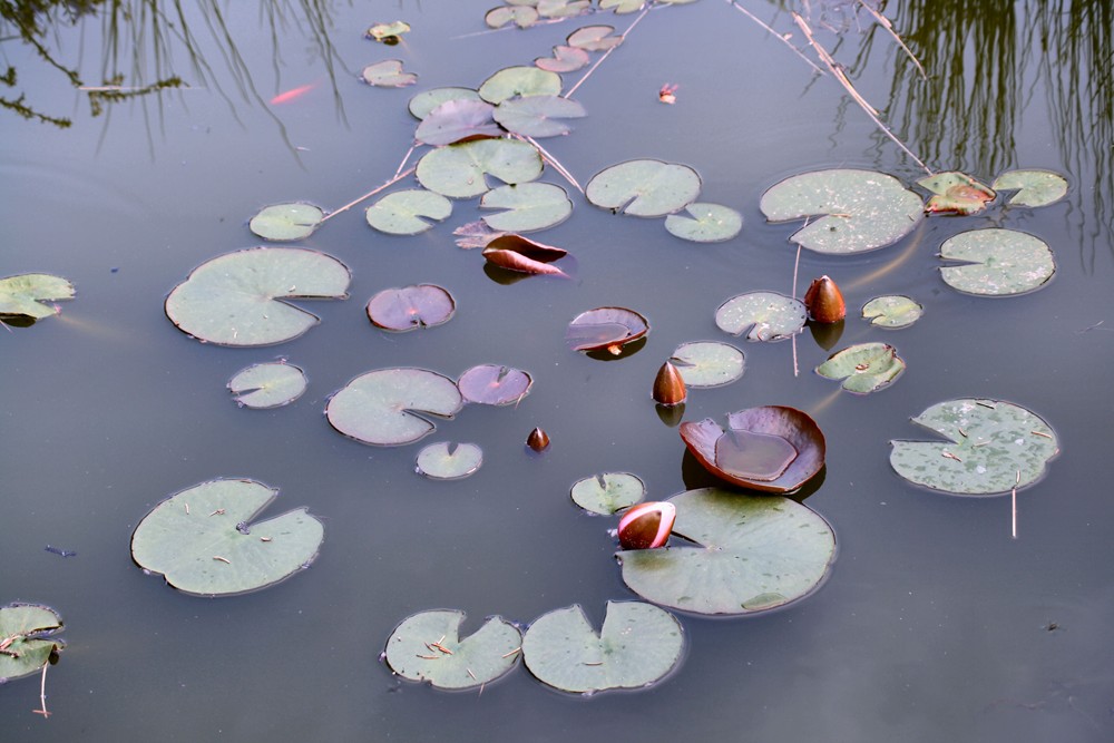 mein Gartenteich