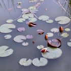 mein Gartenteich