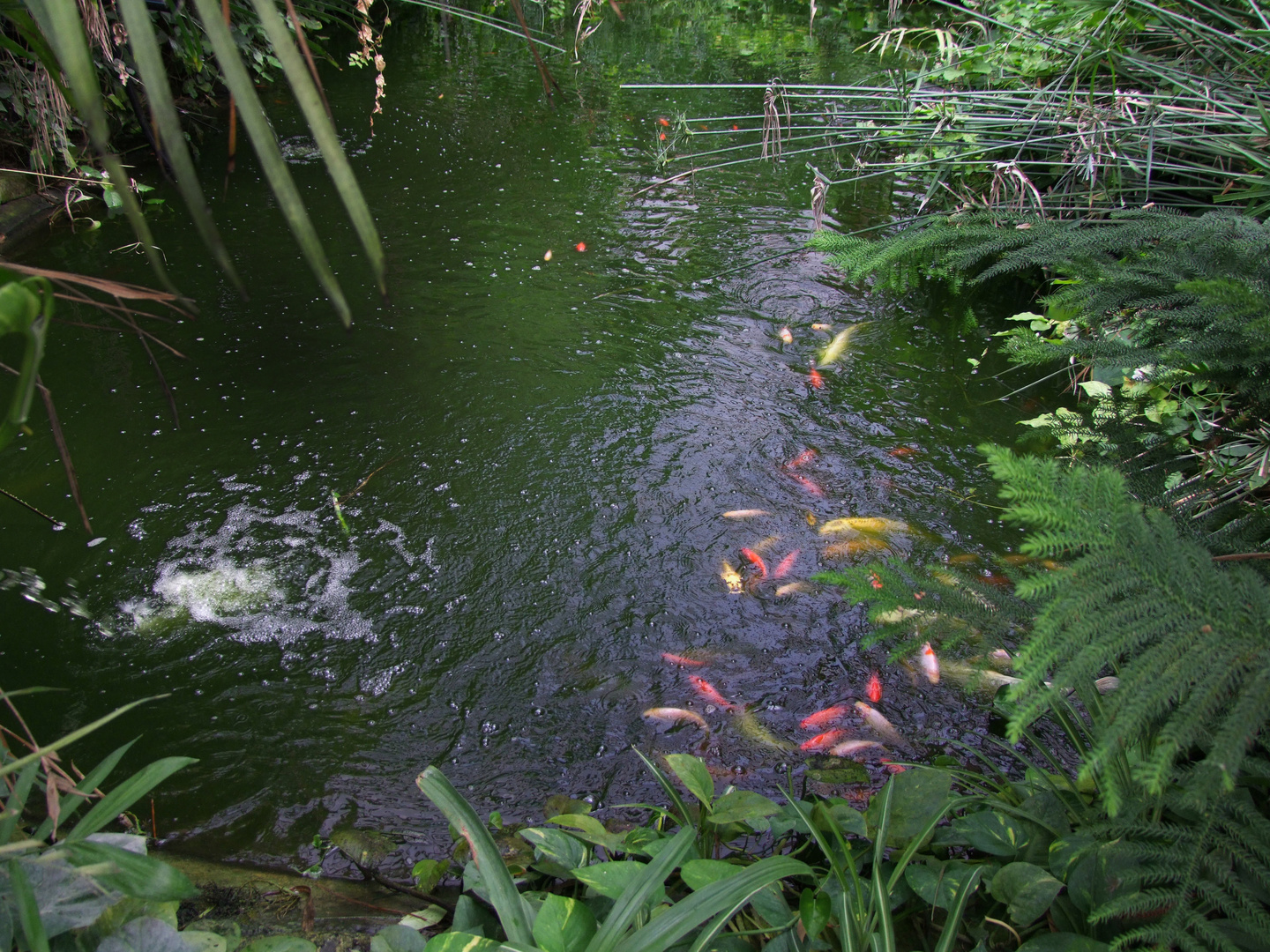 Mein Gartenteich