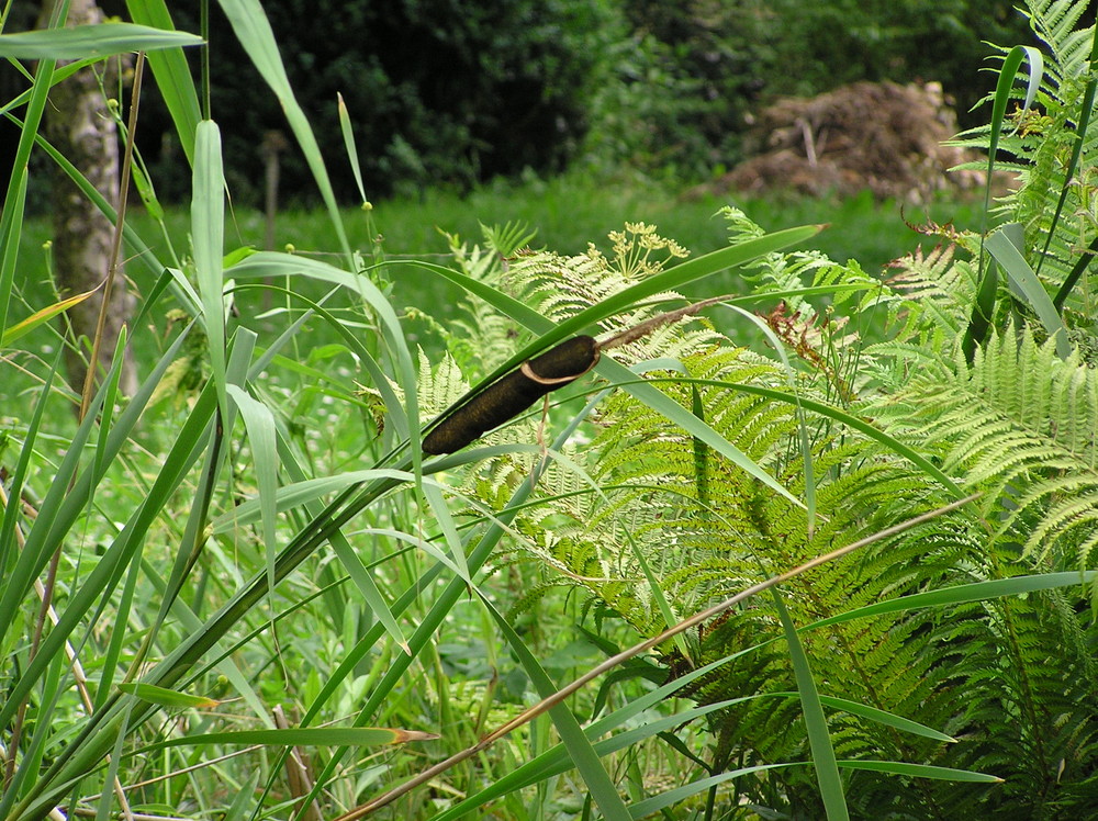 Mein Gartenteich