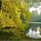 Mein Gartenteich