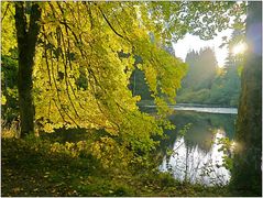 Mein Gartenteich