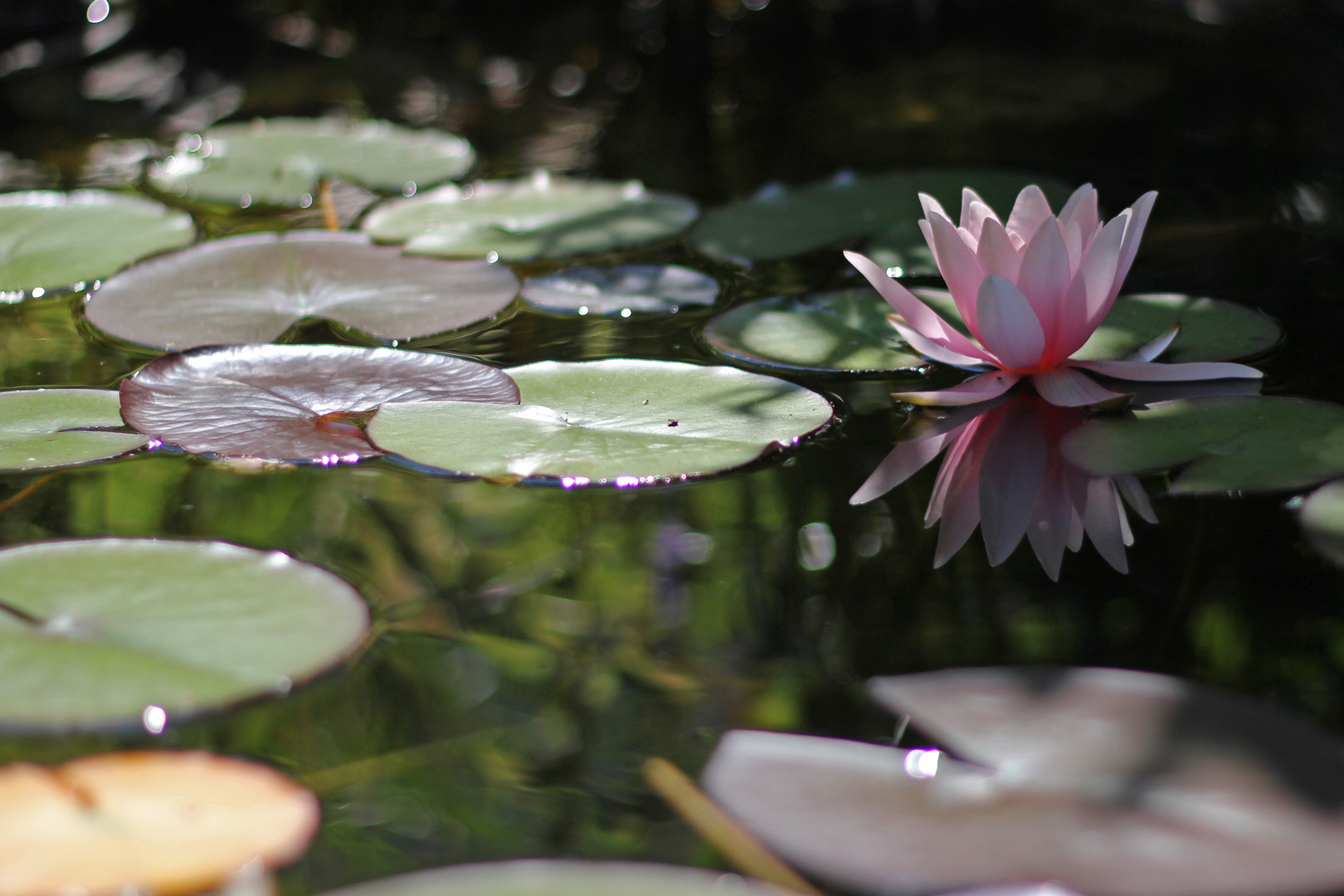 Mein Gartenteich im Frühsommer...