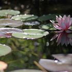 Mein Gartenteich im Frühsommer...