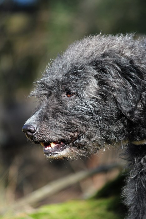 Mein Gassihund Oskar