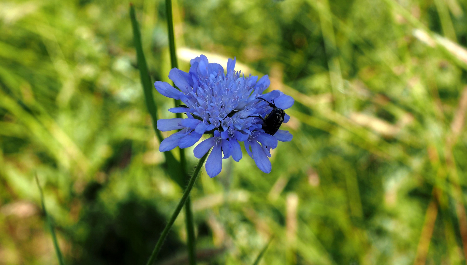 Mein Gast Foto & Bild pflanzen, pilze & flechten, blüten