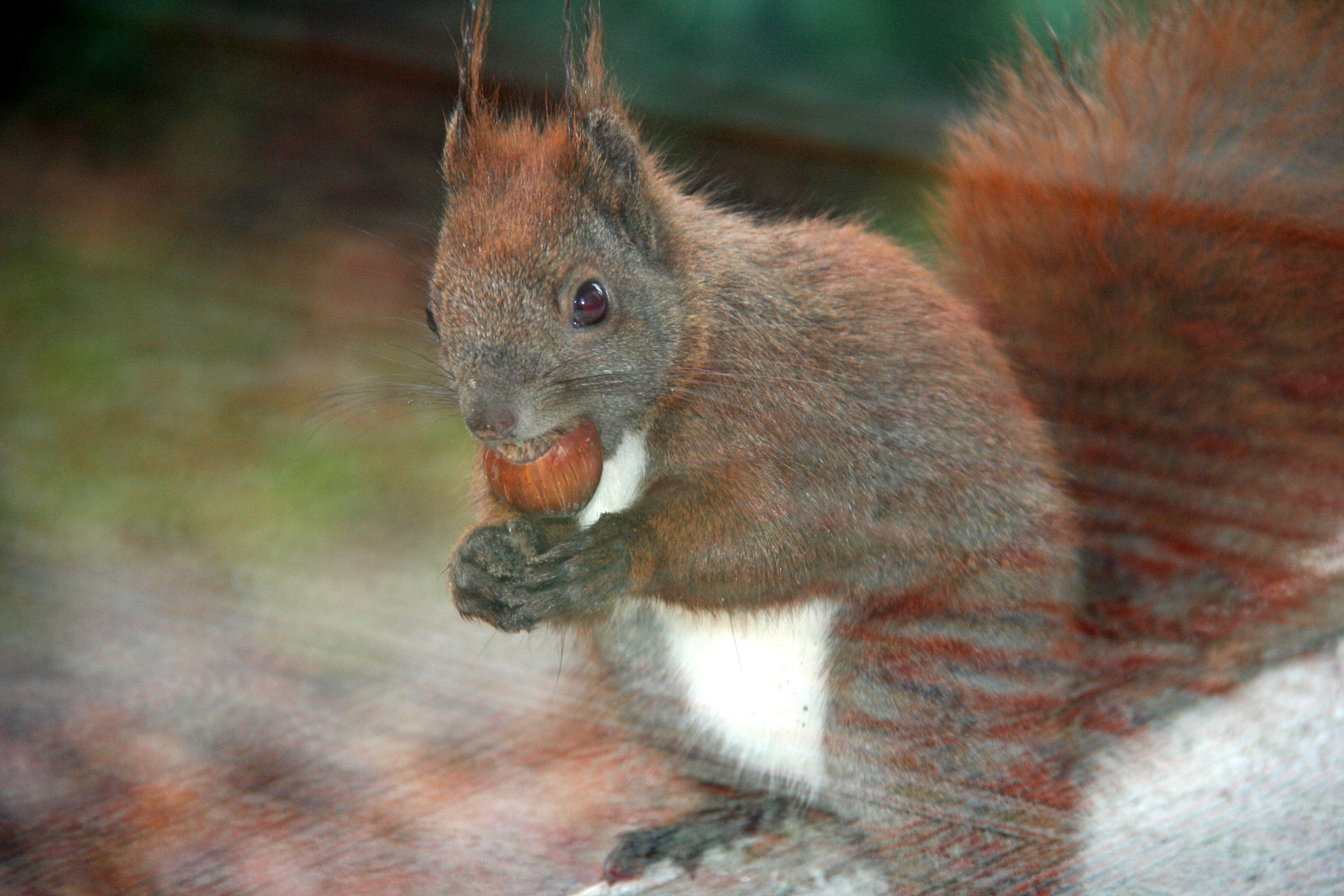 Mein Gast das Eichhörnchen
