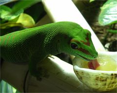 Mein Gecko mag Apfelmus