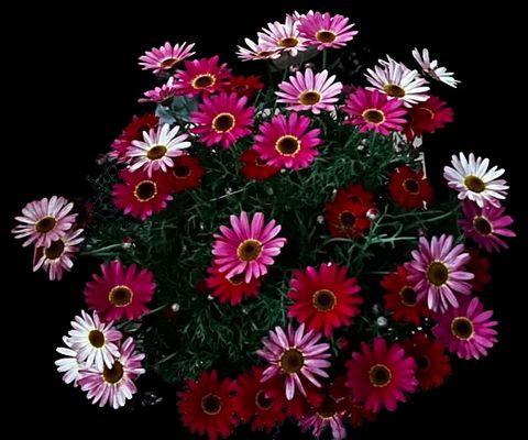 Mein gekaufter Margeriten-Busch - mir gefielen die Farben