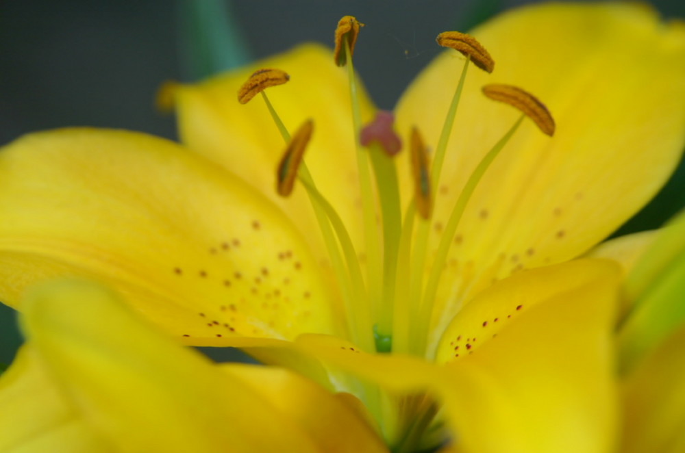 Mein GELBE LILIEN