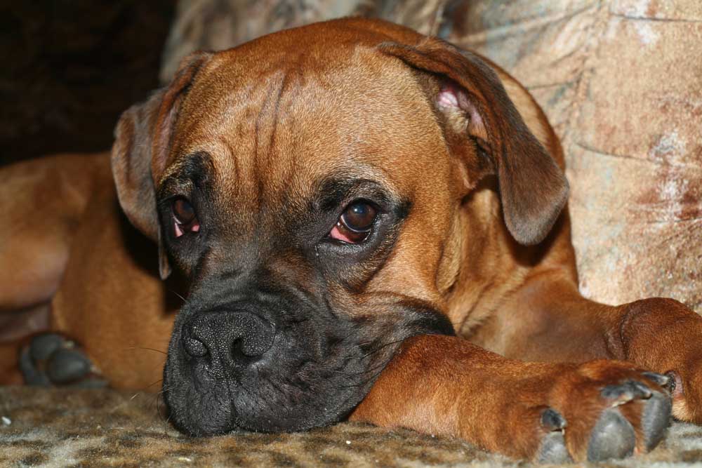 mein geliebter Boxer