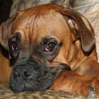 mein geliebter Boxer